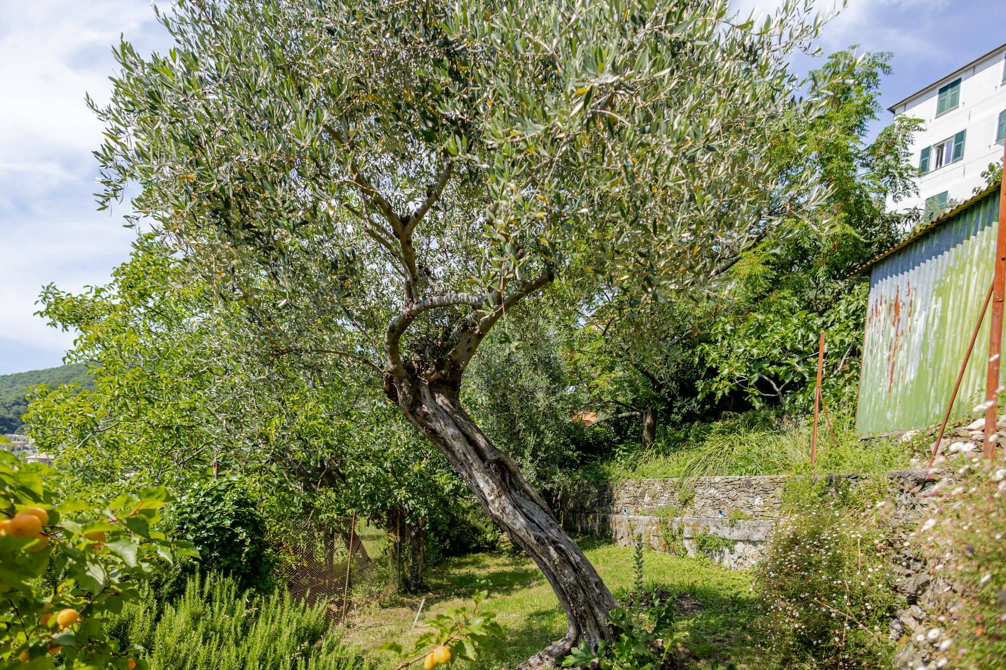 villa-ruta-di-camogli-esterni-(36)